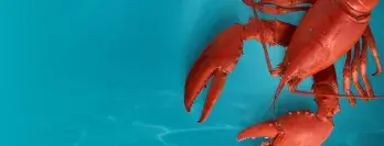 lobster